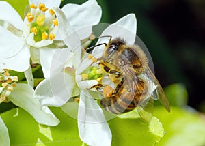 European Honey Bee - Apis mellifera collecting pollen.