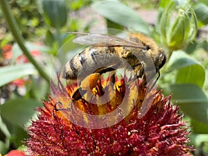 A european honey bee (Apis mellifera or european honey bee) collecting pollen