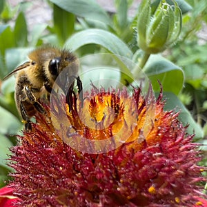 A european honey bee (Apis mellifera or european honey bee) collecting pollen