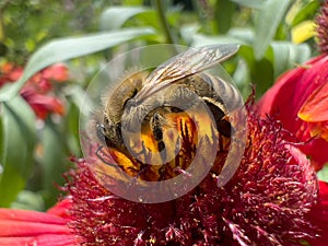 A european honey bee (Apis mellifera or european honey bee) collecting pollen