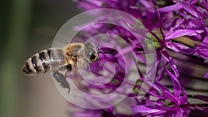 An European Honey Bee (Apis mellifera) flying towards a purple allium flower.