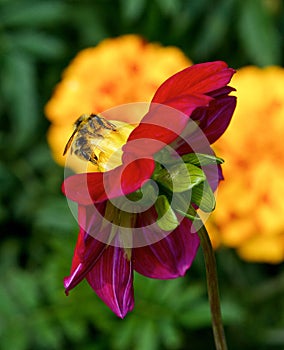 European honey bee Apis mellifera gathering pollen, Honey Bee harvesting pollen from yellow Blossom, honeybee, honey bee
