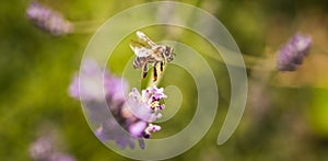 European honey bee, Apis mellifera on a lavender flower