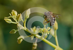 European honey bee, apis mellifera, pollinating avocado flower