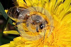 European Honey Bee (Apis mellifera) pollinating and feeding on the nectar of a yellow dandelion flower.