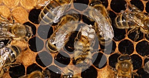 European Honey Bee,  apis mellifera, worker who secretes wax and licks the window, Bee Hive in Normandy, Real Time 4K