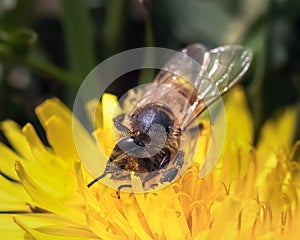 A European Honey bee (Apis mellifera) on a yellow dandelion flower.
