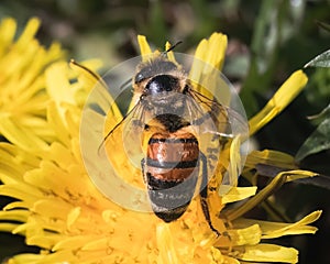 An European Honey Bee (Apis mellifera) on yellow dandelion wildflower