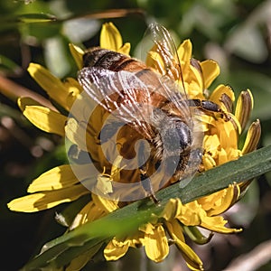 An European Honey Bee (Apis mellifera) on yellow flower.