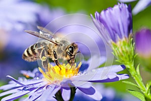 European honey bee on aster flower