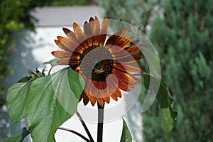 A European honey bee collects nectar from the flowers of Helianthus annuus, sunflower 