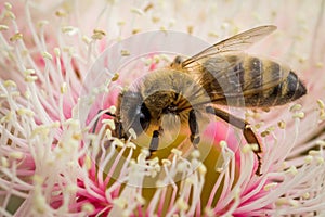 European Honey Bee Feeding on Bright Pink Eucalyptus Flowers, Sunbury, Victoria, Australia, October 2017