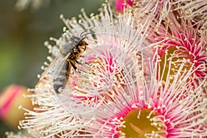 European Honey Bee Feeding on Bright Pink Eucalyptus Flowers, Sunbury, Victoria, Australia, October 2017