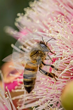 European Honey Bee Feeding on Bright Pink Eucalyptus Flowers, Sunbury, Victoria, Australia, October 2017