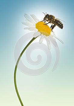 European honey bee gathering pollen on a daisy, Apis mellifera,