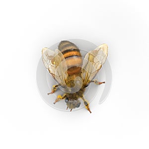 European honey bee, isolated on white. 3D illustration