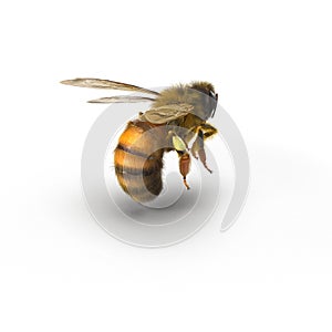 European honey bee, isolated on white. 3D illustration