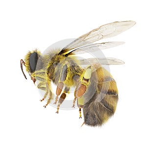 European honey bee, isolated on white. 3D illustration