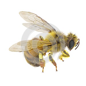 European honey bee, isolated on white. 3D illustration