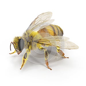 European honey bee, isolated on white. 3D illustration