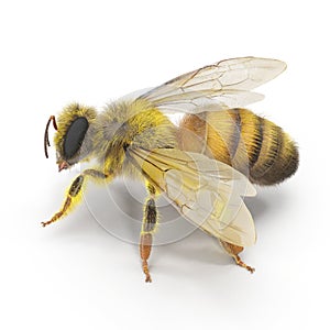 European honey bee, isolated on white. 3D illustration