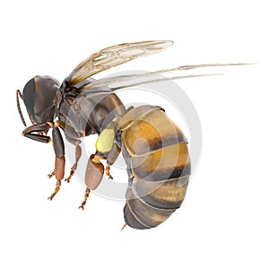 European honey bee, isolated on white. 3D illustration