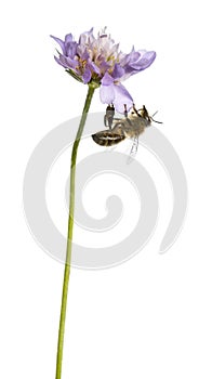 European honey bee landed on a flowering plant, foraging