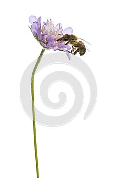 European honey bee landed on a flowering plant, foraging, Apis mellifera