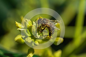 European honey bee, pollinating avocado flower