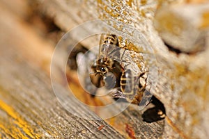 European honey bees Apis mellifera