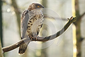 European honey buzzard