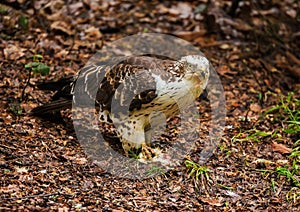 European honey buzzard