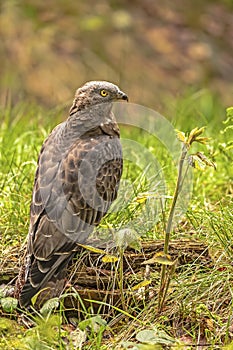 European honey buzzard