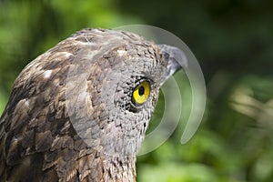 European Honey Buzzard