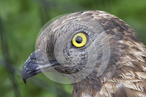 European Honey Buzzard