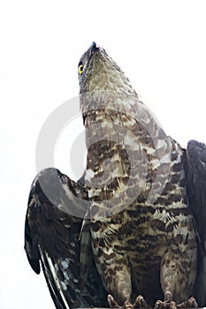 European Honey Buzzard