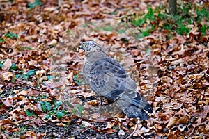 European honey buzzard in autumn leaves, wild bird, Pernis apivorus