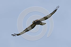 European honey buzzard Pernis apivorus