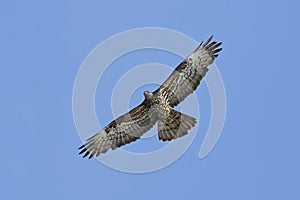 European honey buzzard Pernis apivorus