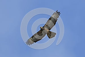 European honey buzzard Pernis apivorus