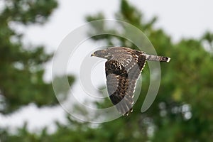 European honey buzzard Pernis apivorus