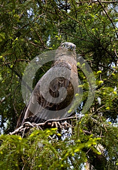 European honey buzzard Pernis apivorus