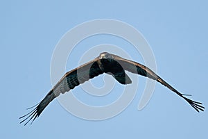 European honey buzzard Pernis apivorus