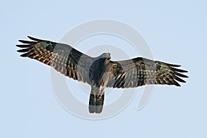 European honey buzzard Pernis apivorus