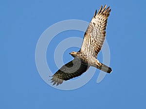 European honey buzzard Pernis apivorus