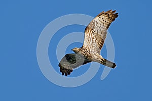 European honey buzzard Pernis apivorus