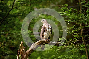 European honey buzzard, Pernis apivorus, migratory bird of prey, sitting on a branch,