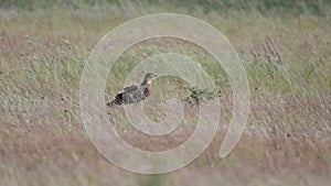 European Honey Buzzard Pernis apivorus sits in the grass and turns its head