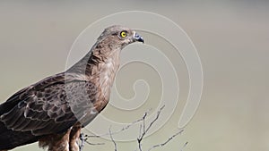 European Honey Buzzard Pernis apivorus in the wild