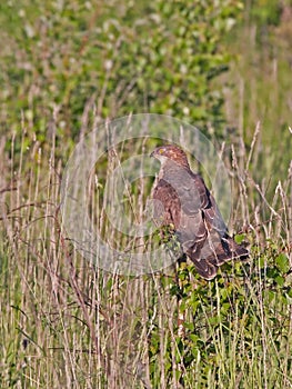 European honey buzzard sitting on the bush